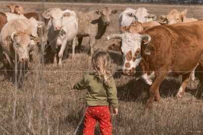 Cows observing a child