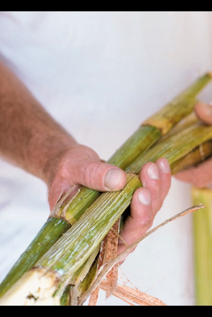 Holding a bunch of sugarcane