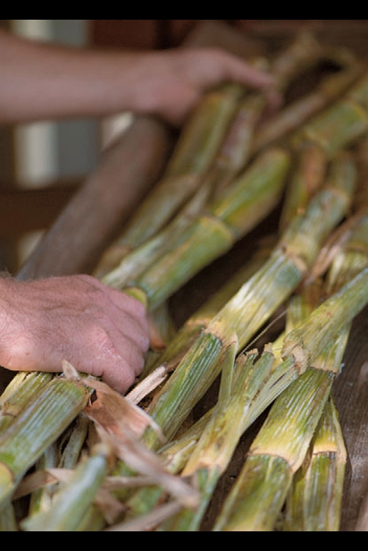 Gathering sugarcane